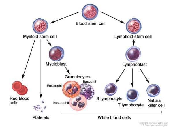 myeloid cells