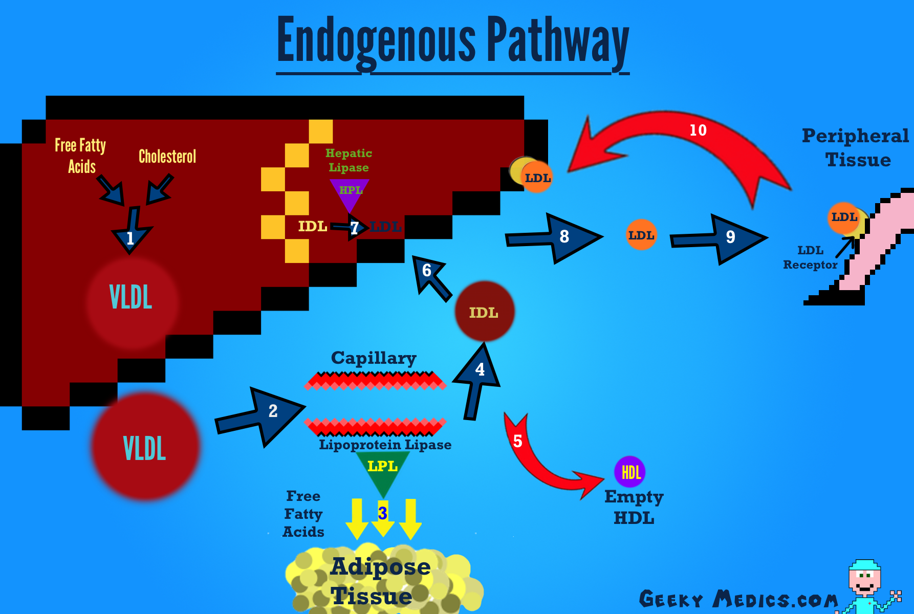 Endogenous cholesterol metabolism pathway