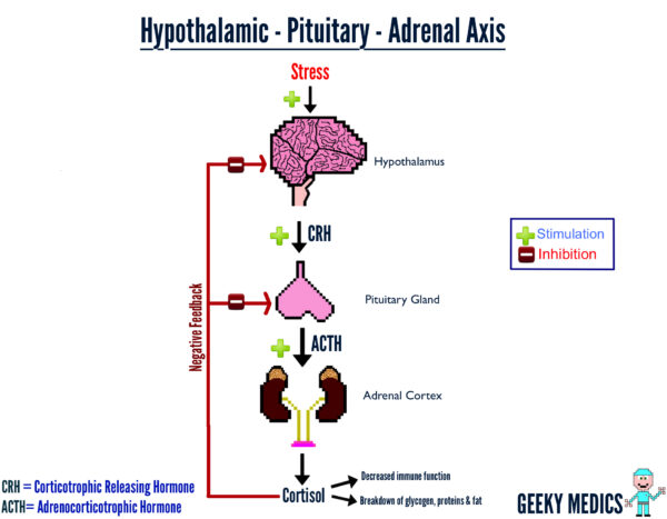 signs of low adrenal gland hormones