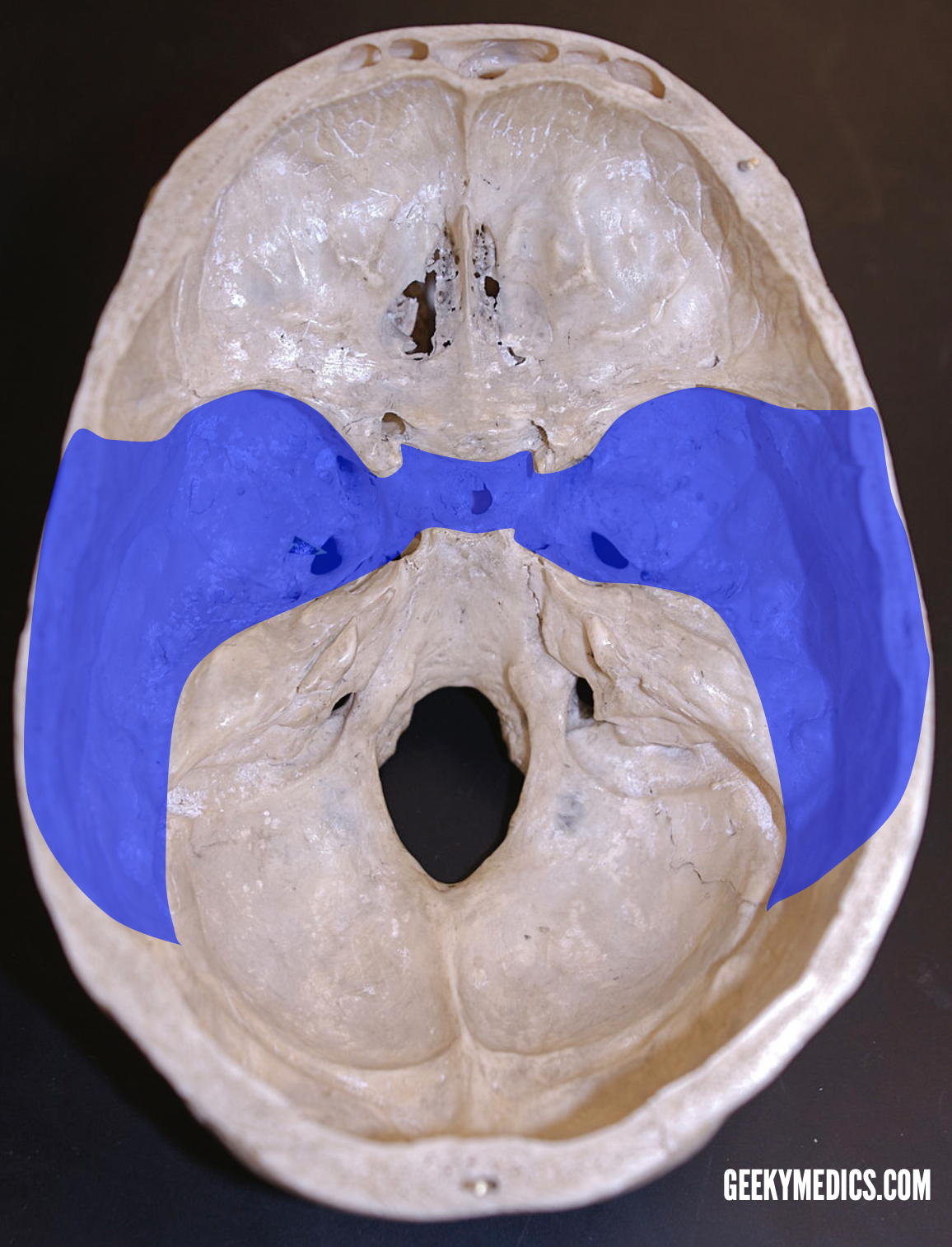 Cranial Foramina | Skull Anatomy | Foramen | Geeky Medics