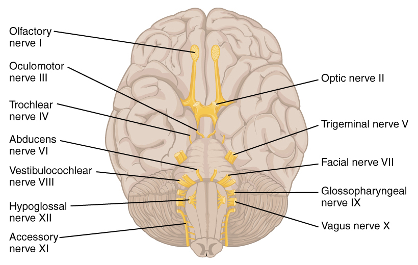 The Abducens Nerve Vi Cranial Nerves Geeky Medics