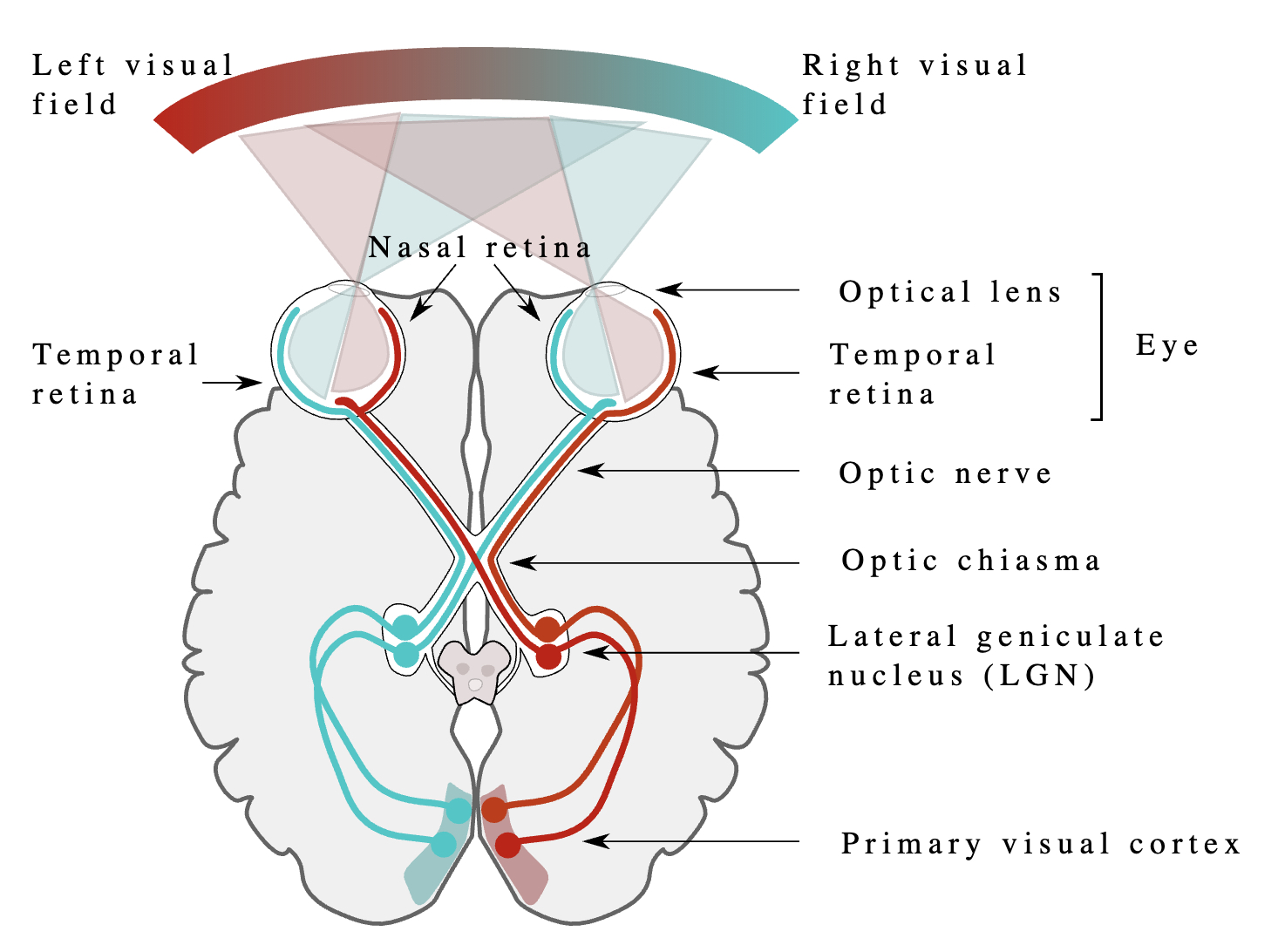 The Optic Nerve (CN II) | Cranial Nerve II | Geeky Medics