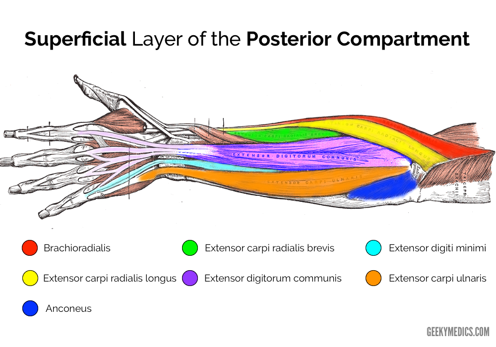 Muscles of the Posterior Forearm | Anatomy | Geeky Medics