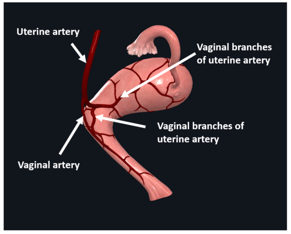 uterus vasculature