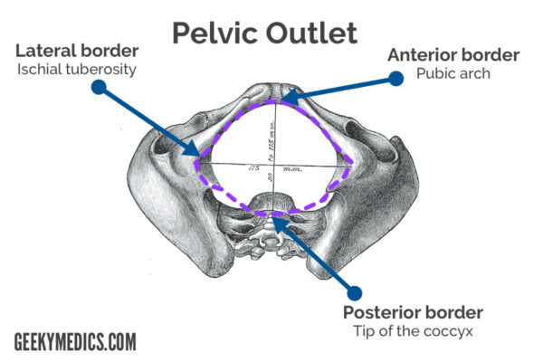 Pelvic Outlet