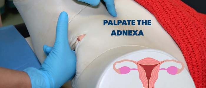 Palpate the right adnexa