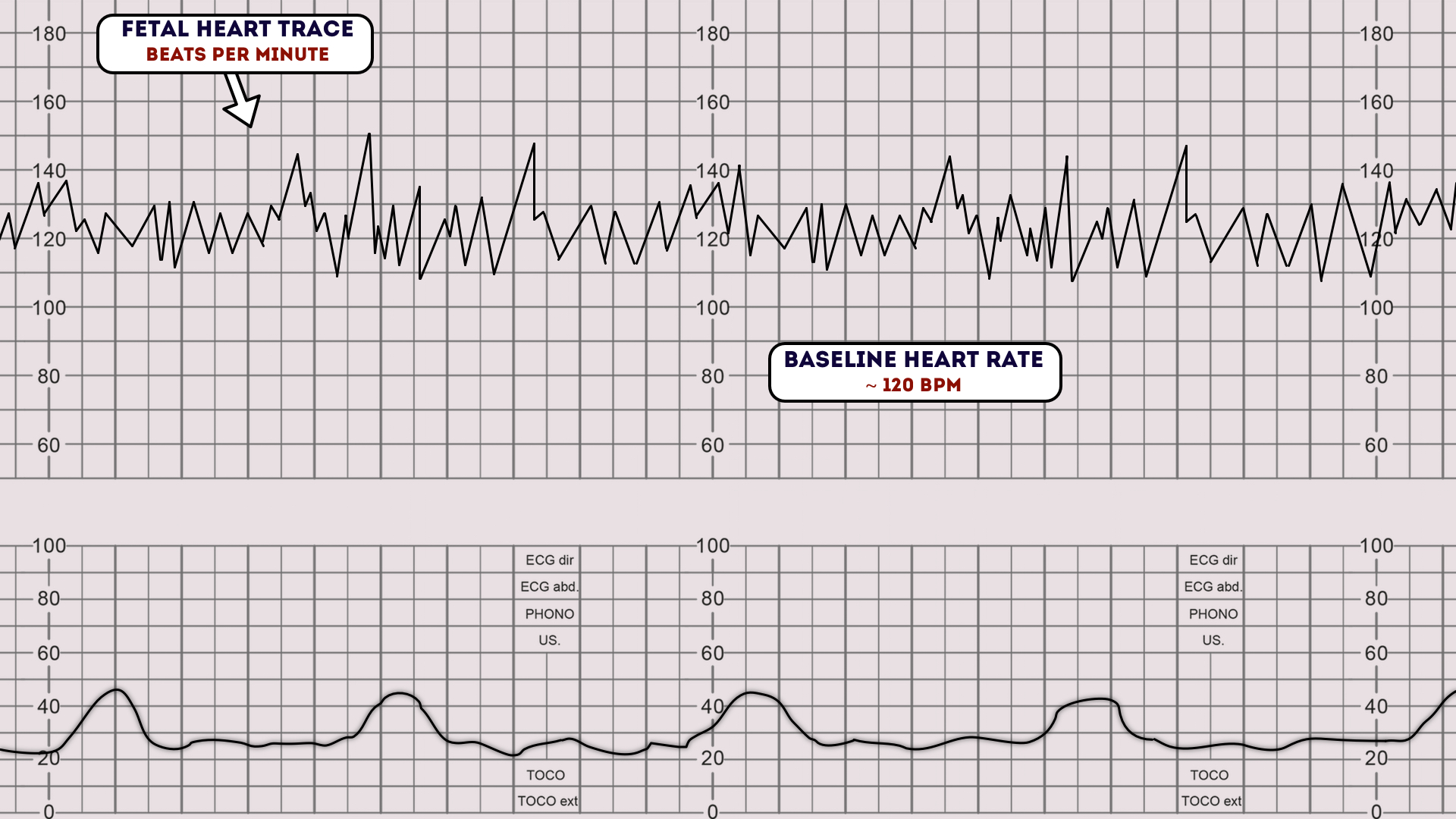Baby Heart Beat Chart