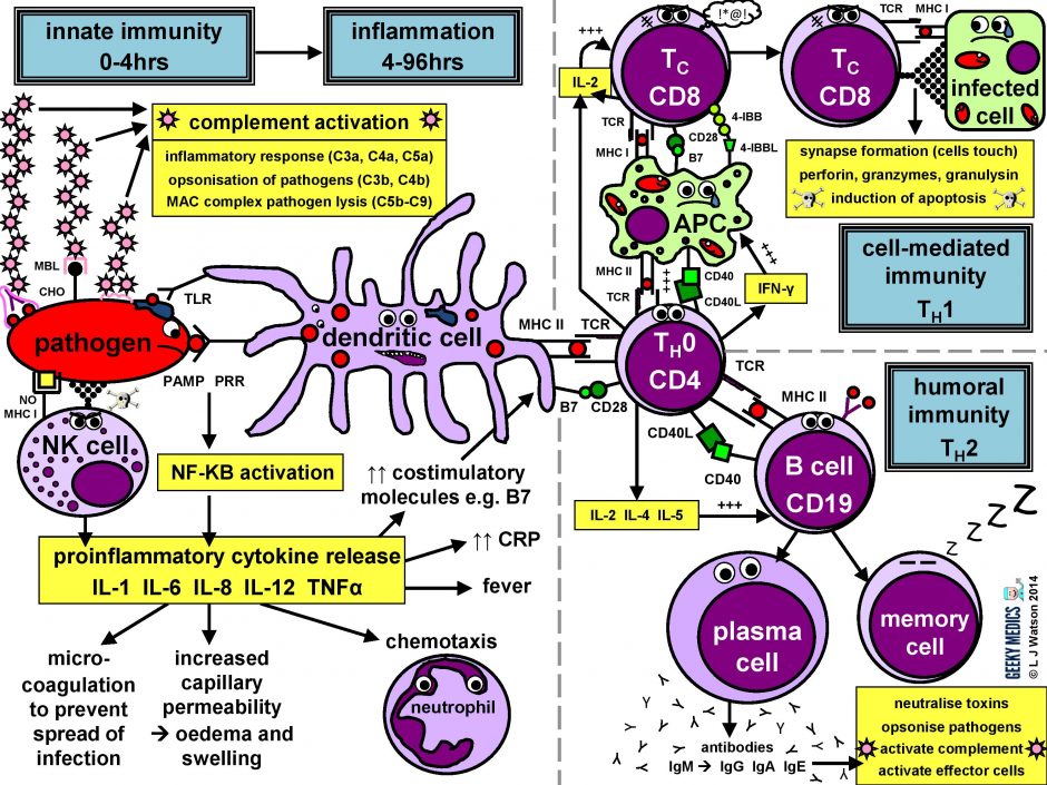 immune response summary diagram geeky medics