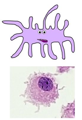 dendritic cell combined