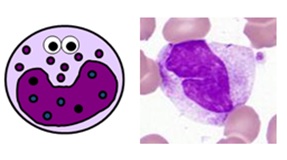 monocyte combined