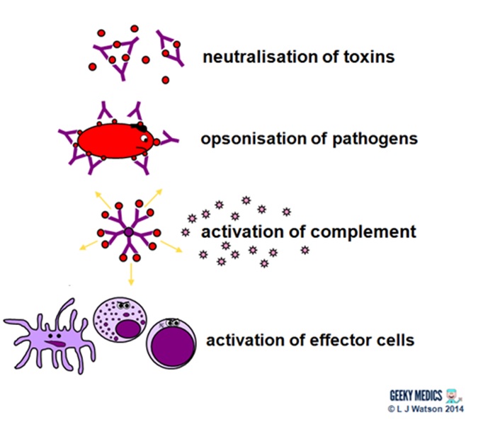 Immune Response | Geeky Medics human dendritic cells diagram 