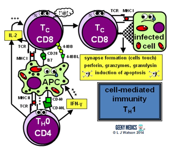 cell-mediated immunity