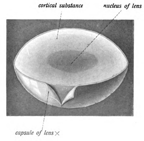 Anatomy of the lens