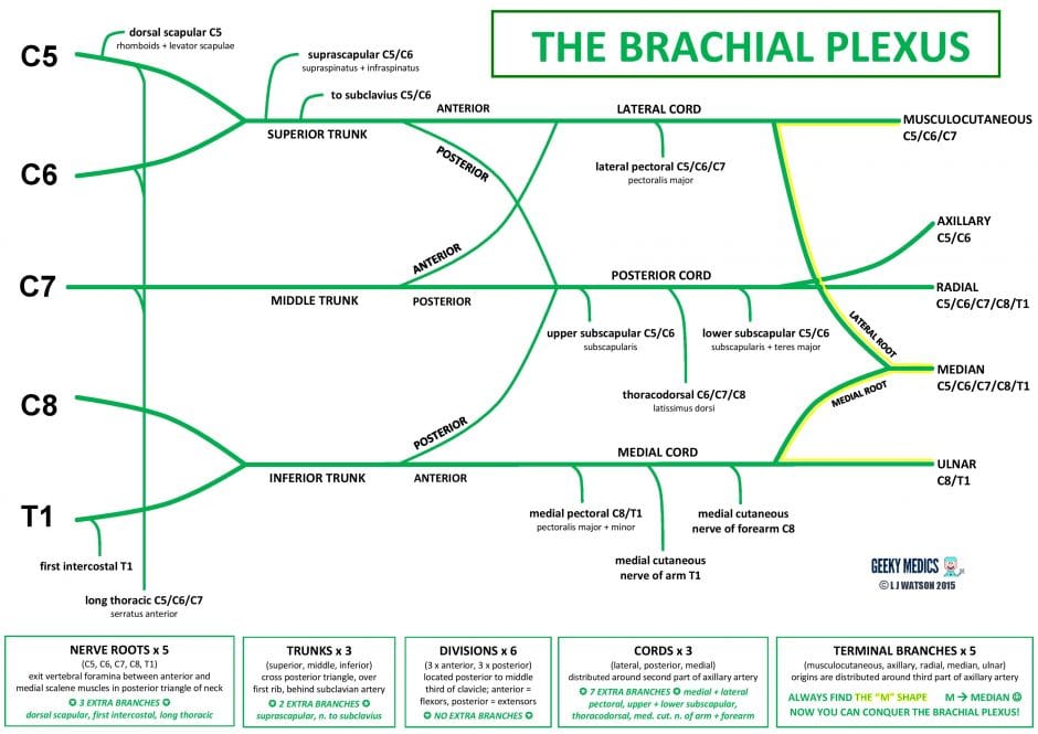 brachial plexus diagram