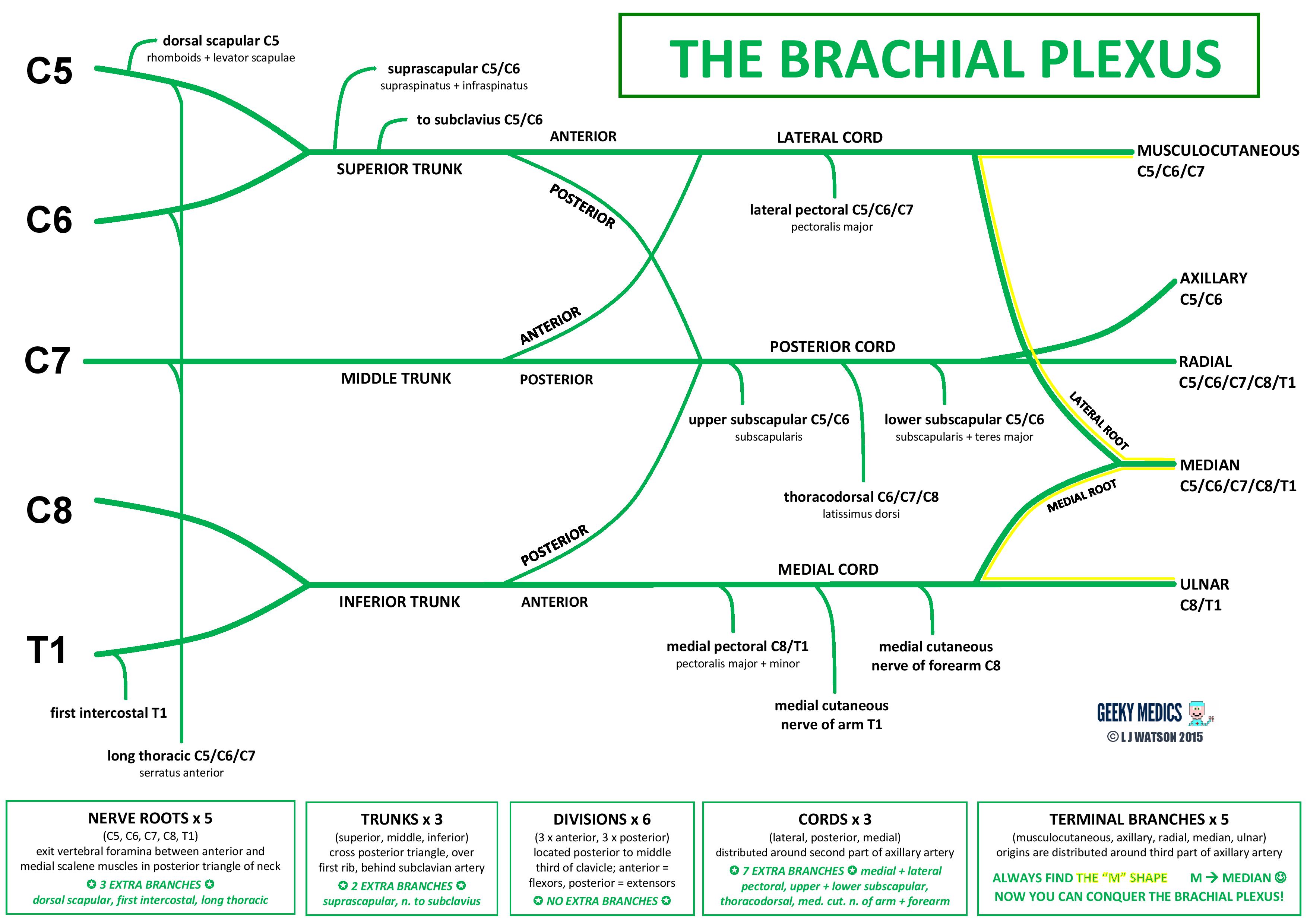 Brachial Plexus Chart