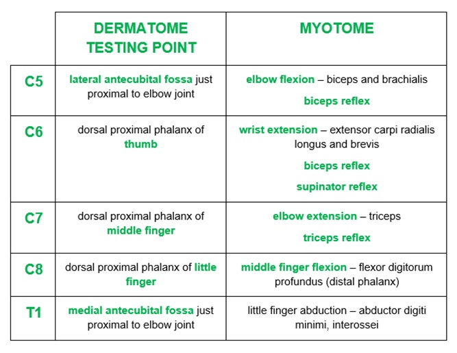 Dermatomes and Myotomes