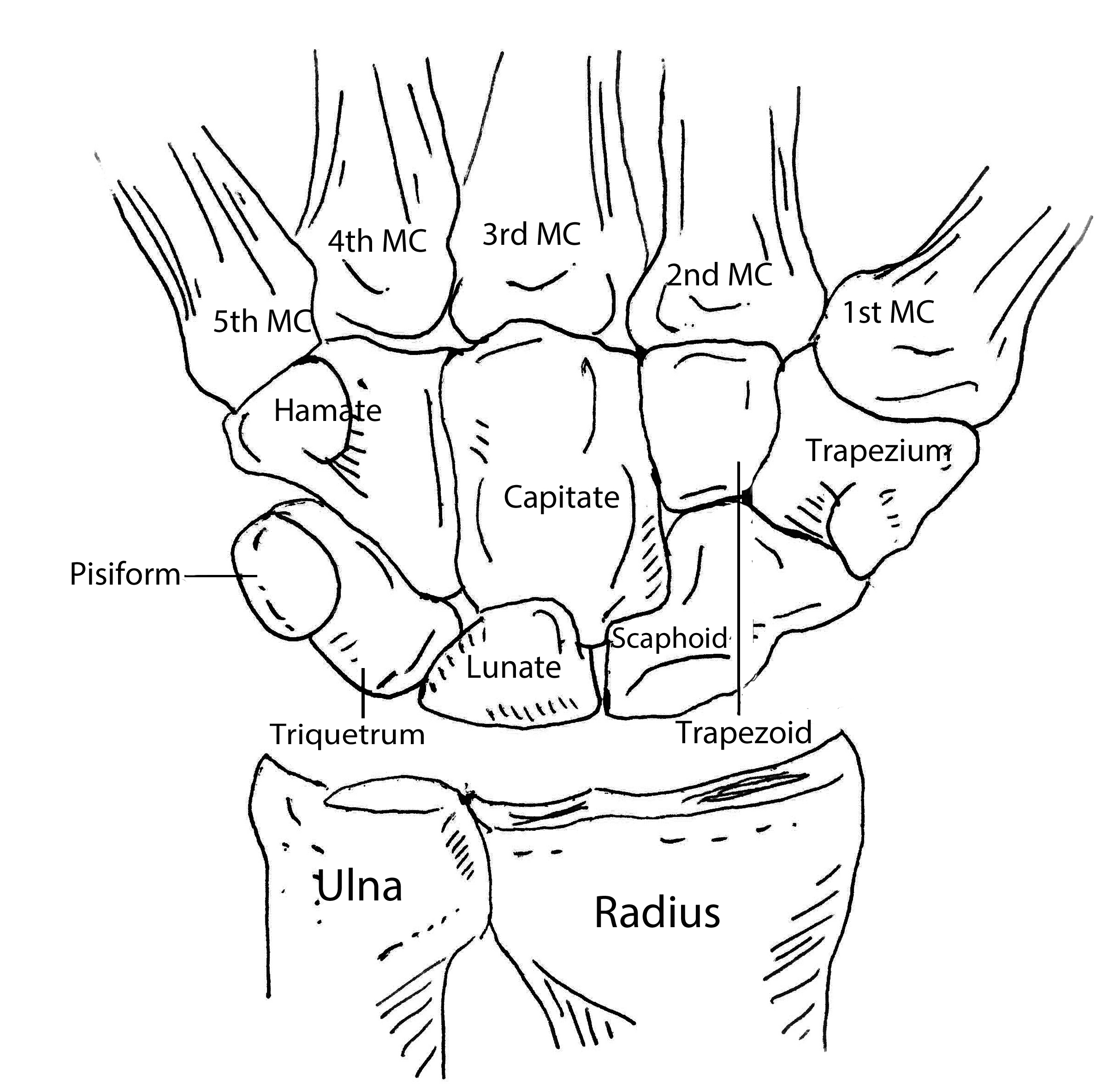 Bones of the hand | Anatomy bones, Human anatomy and physiology