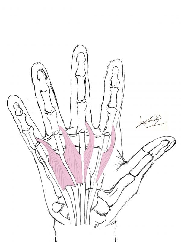 Lumbricals of the hand