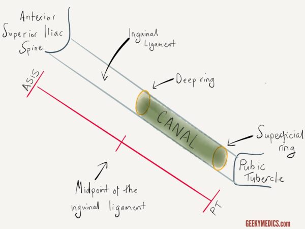 Anatomy of the inguinal canal