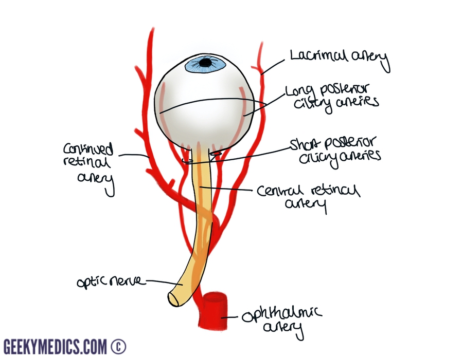 The arterial supply to the eye