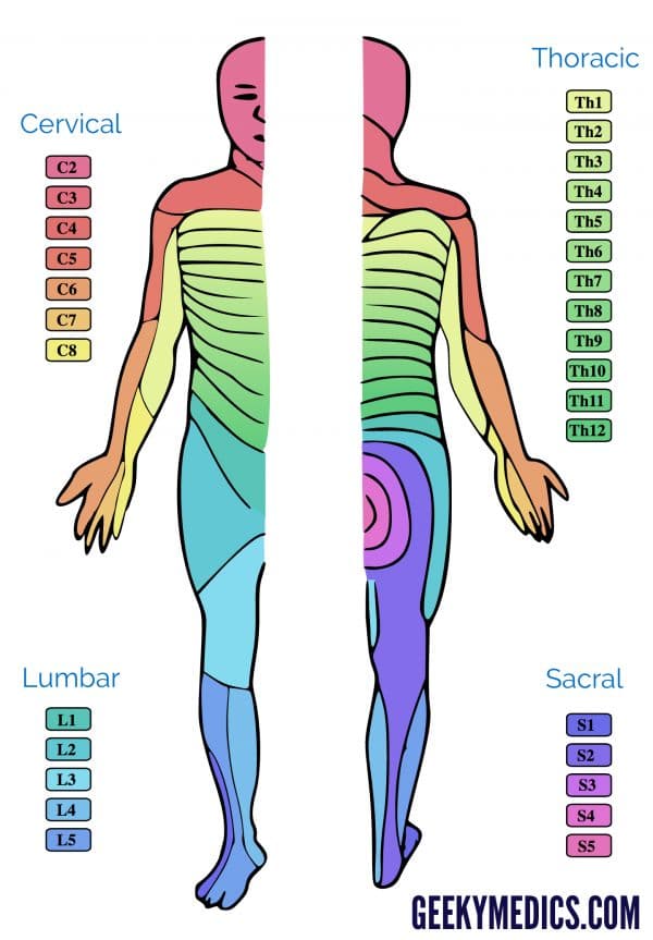 Dermatomal map of the whole body