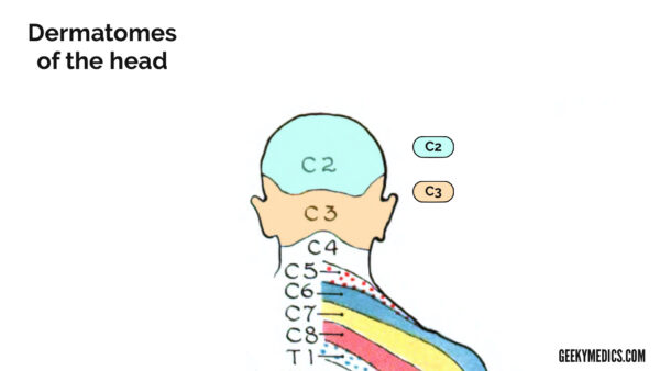 Dermatomes of the head (C2 & C3)