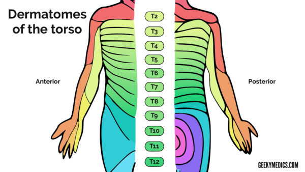 dermatomes of the torso