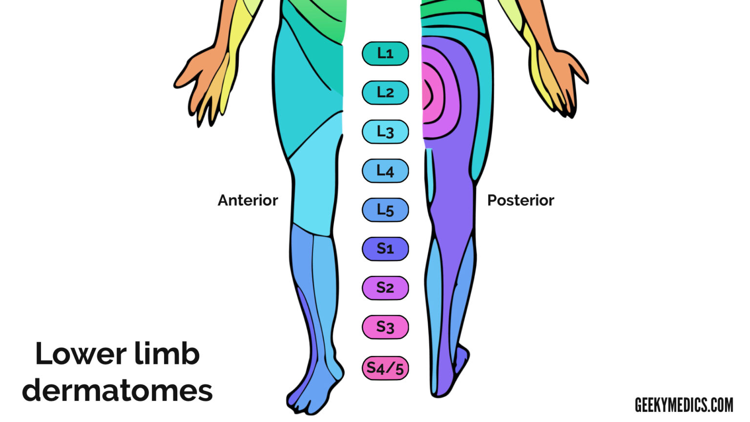 Dermatomes and Myotomes | Sensation | Anatomy Geeky Medics