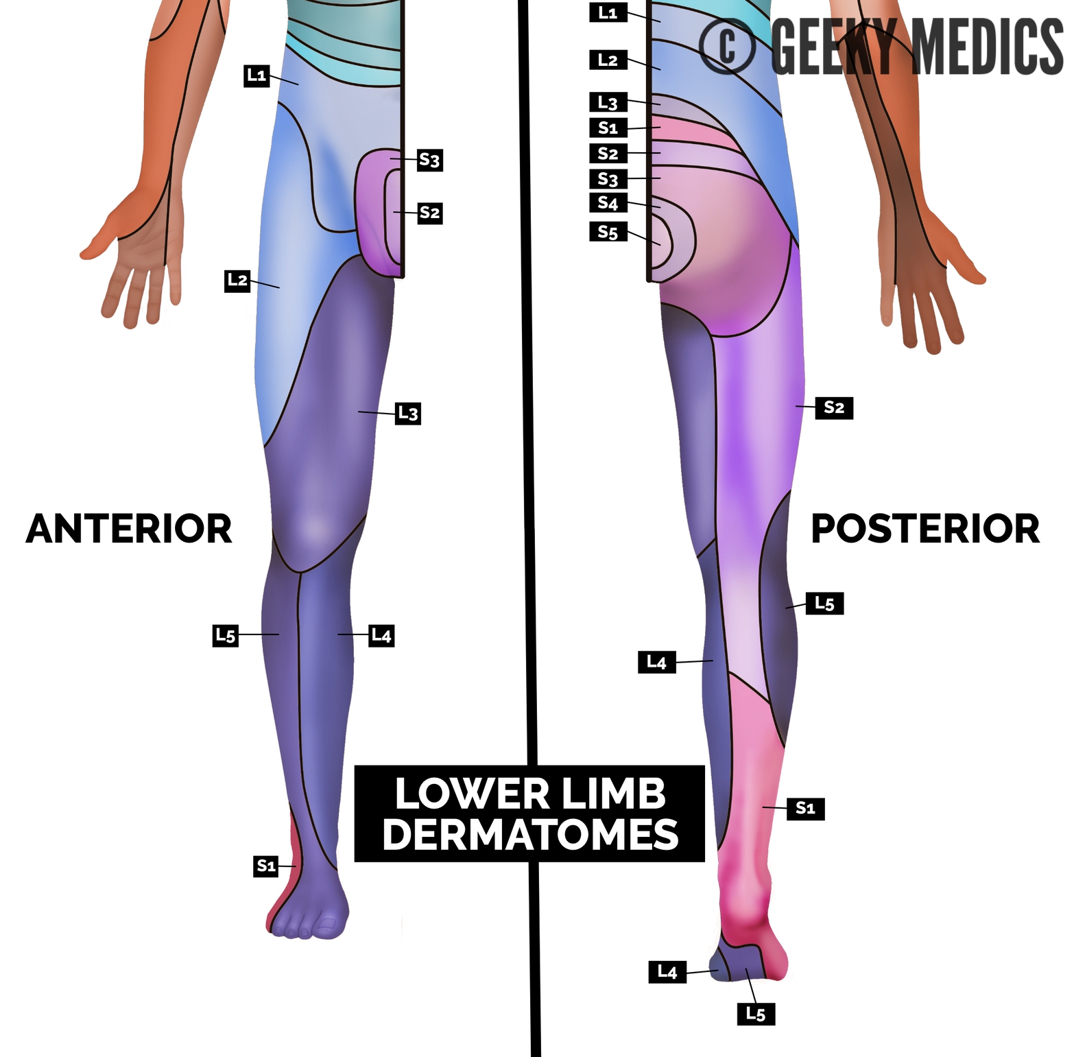 Lower limb dermatomes.