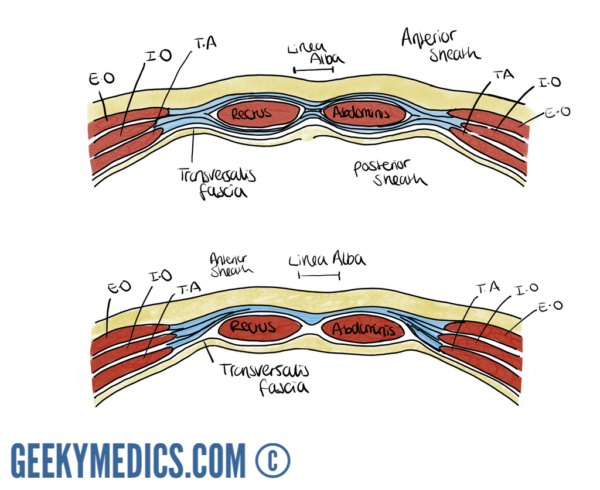 Layers of the abdominal wall
