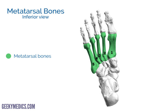 Metatarsal bones of the foot (inferior view)