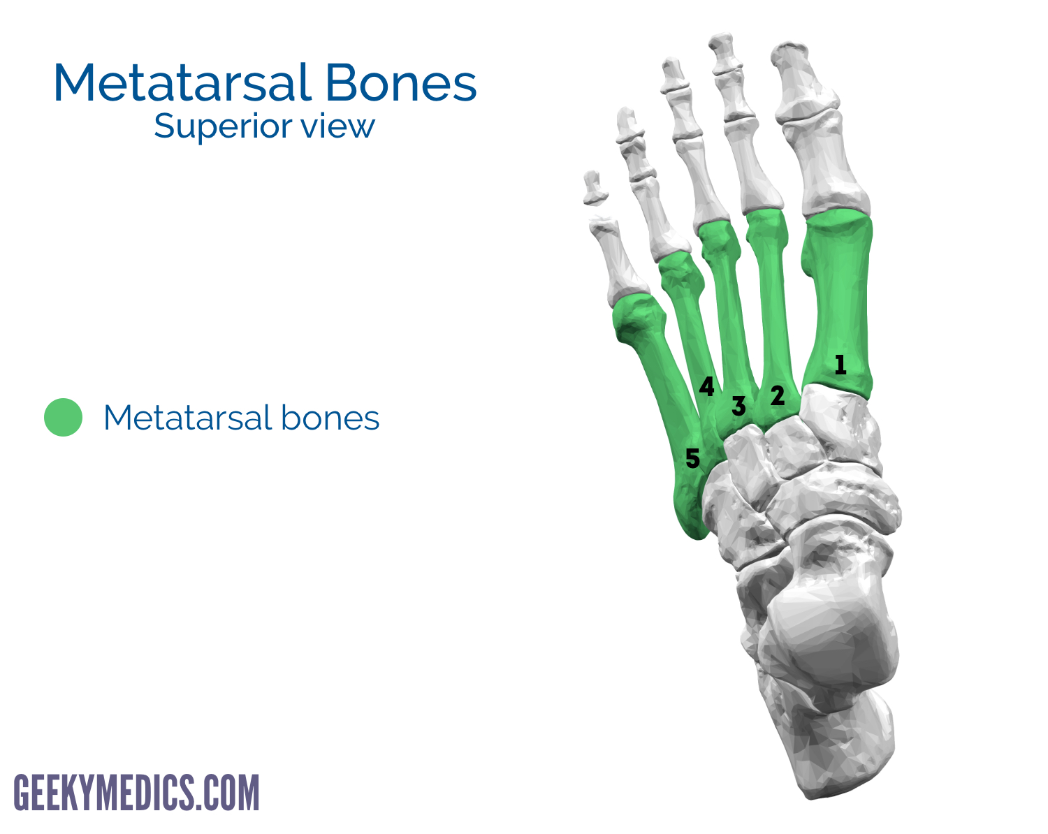 Bones of the Foot | Tarsal bones - Metatarsal bone | Geeky Medics
