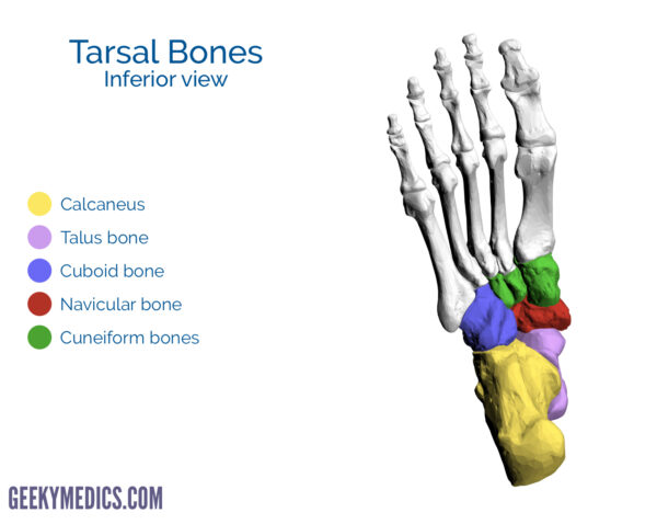 Tarsal bones of the foot (inferior view)