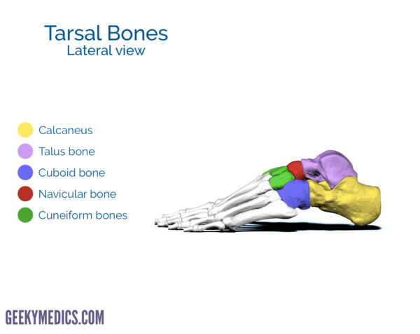 Tarsal bones of the foot (lateral view)