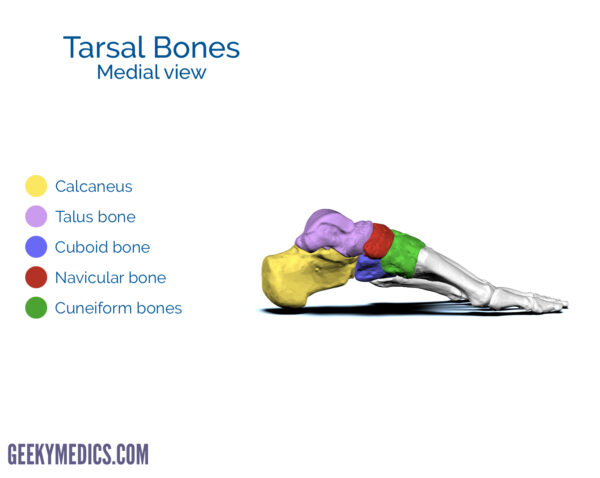 Tarsal bones of the foot (medial view)