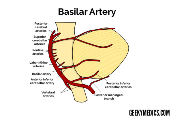 Basilar artery