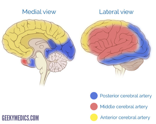 Cerebral vascular territories