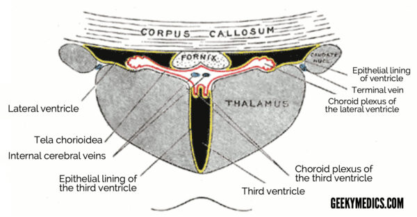 Diagram illustrating the relationship of the internal cerebral veins to the roof of the third ventricle and corpus callosum