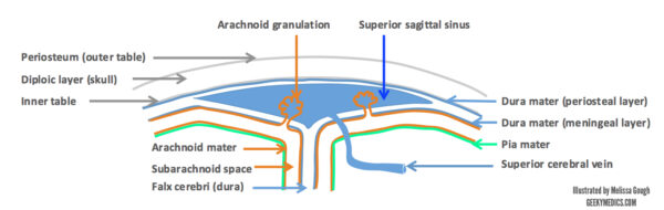 Meningeal layers and superior sagittal sinus
