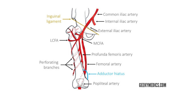Arteries of the thigh