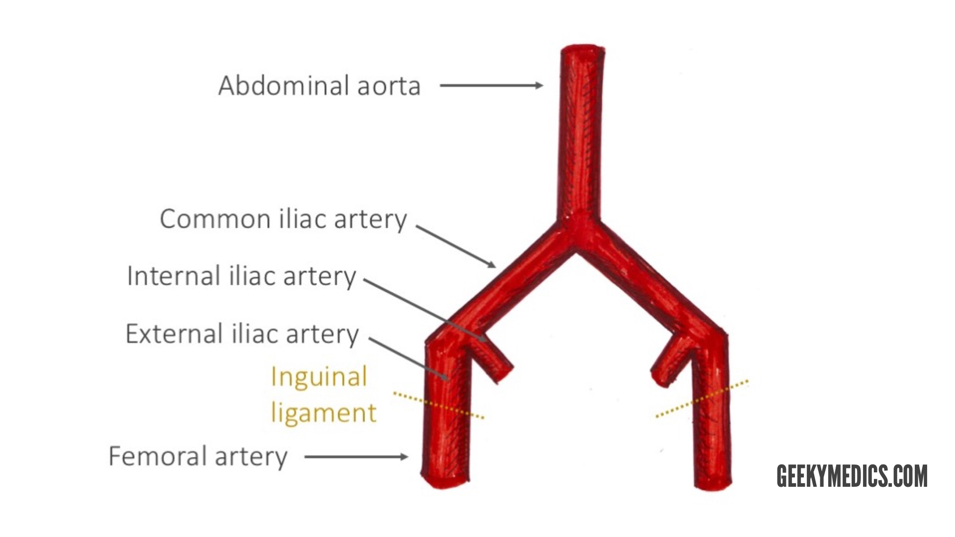 Where Is Femoral Artery