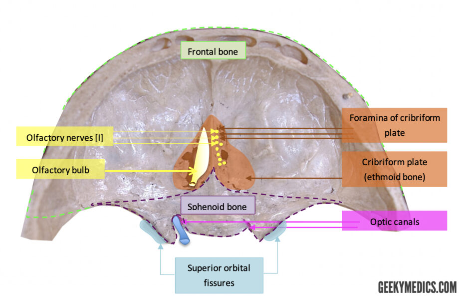 Bones Of The Skull Skull Osteology Anatomy Geeky Medics 2472