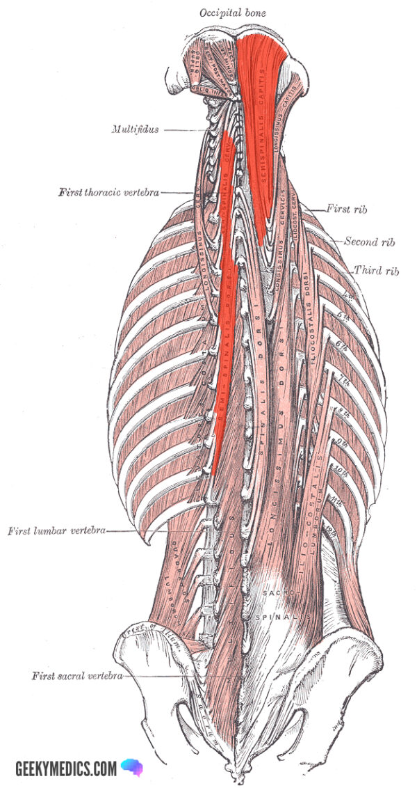 Semispinalis muscles