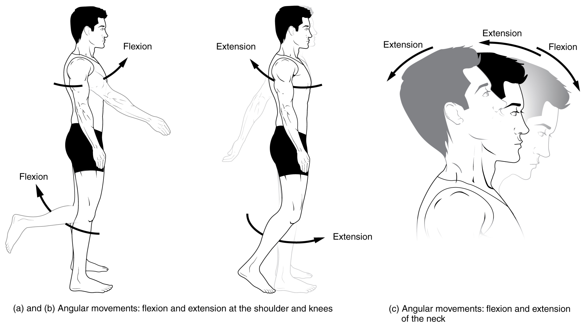 Anatomical Movements of the Human Body