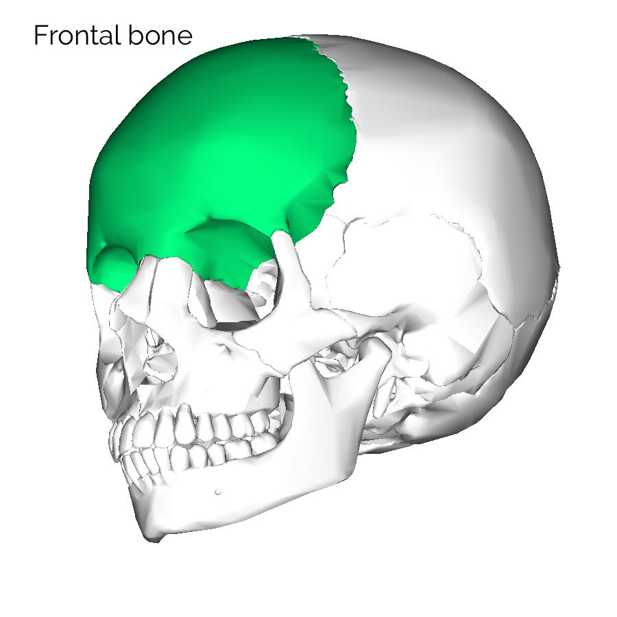 Bones of the Skull | Skull Osteology | Anatomy | Geeky Medics
