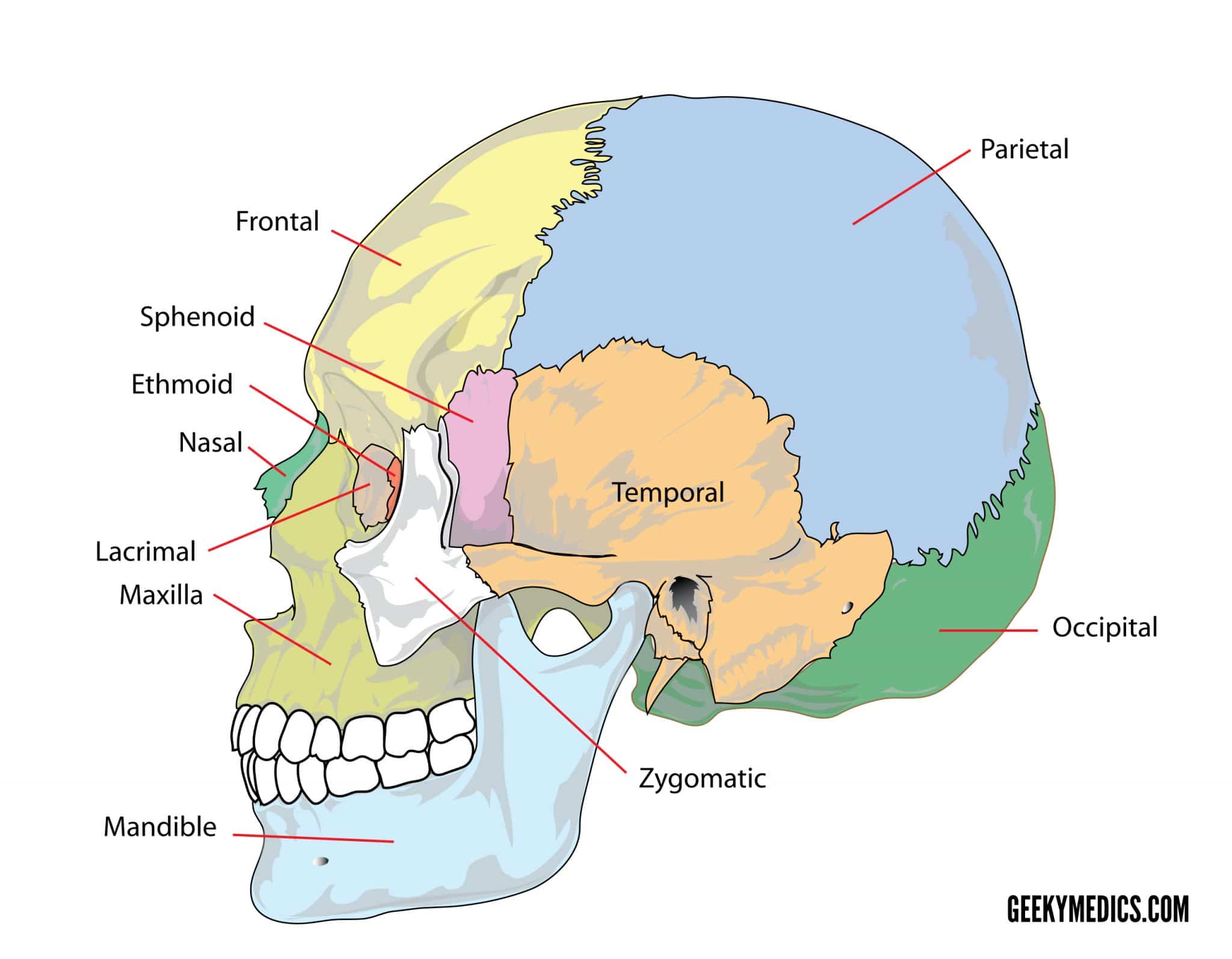 Bones Of The Skull Skull Osteology Anatomy Geeky Medics 9475
