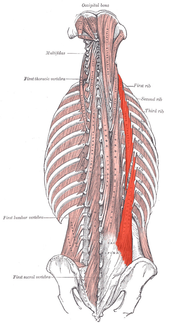 Iliocostalis muscle