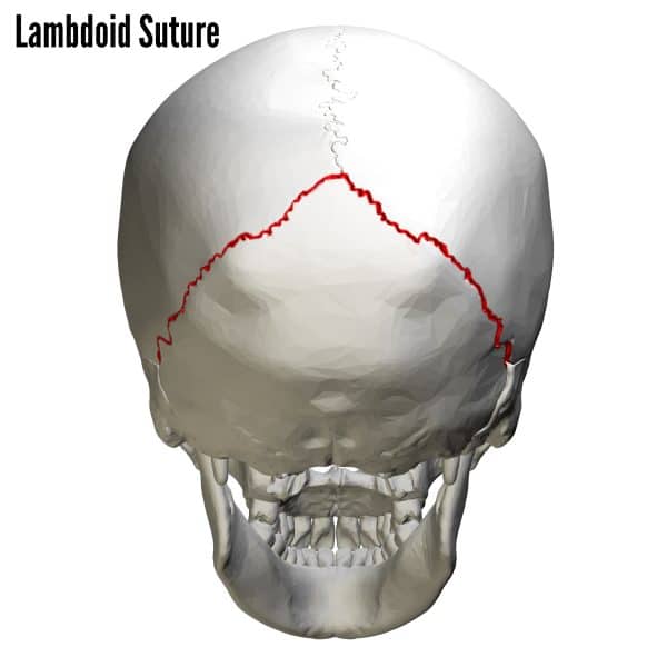 Lambdoid suture