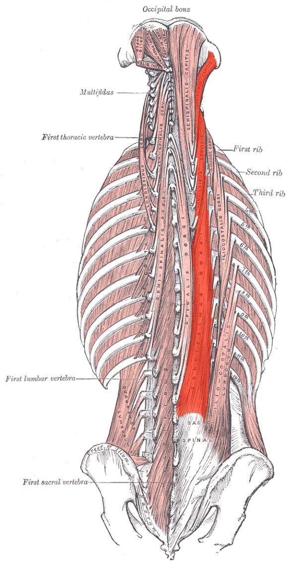 Longissimus muscle