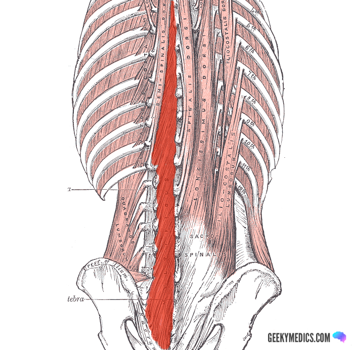 Normal anatomy of the deep muscles of the back and neck – Medical Art Works